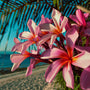 Paradise Plumeria Fragrance Oil 1135 - Zoom Thumbnail Media 1