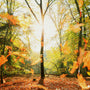Sandalwood Leaves Fragrance Oil 845 - Zoom Thumbnail Media 1