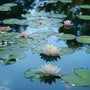 Tranquil Oasis Fragrance Oil 526 - Zoom Thumbnail Media 1