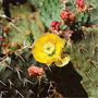 Desert Ghost Flower Fragrance Oil 775 - Zoom Thumbnail Media 1