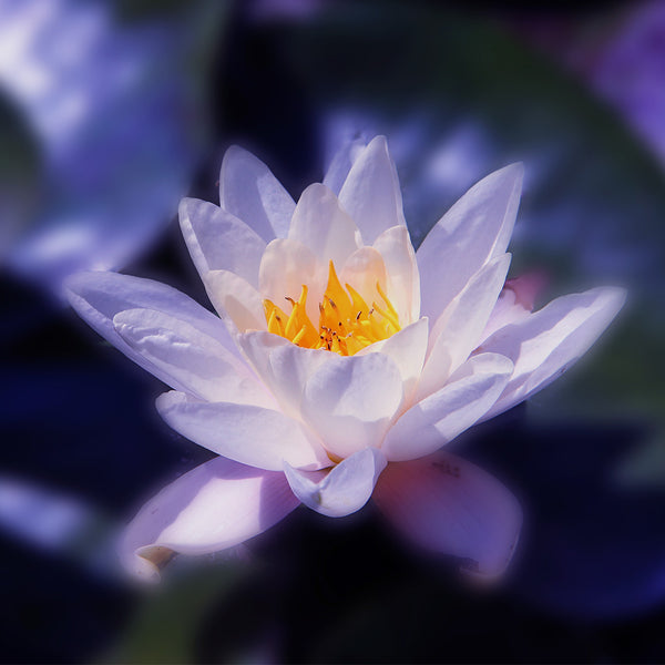 Water Lotus & Jasmine Fragrance Oil 1286 - Zoom Media 1