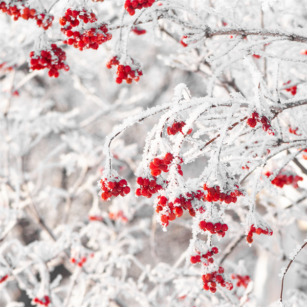 Winterberry Walk Fragrance Oil 1283 - Zoom Media 1