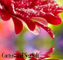 Cactus & Sea Salt Fragrance Oil 19873 - Zoom Thumbnail Media 1