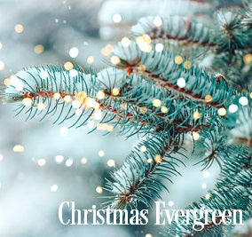 Christmas Evergreen Fragrance Oil 19911 - Zoom Media 1