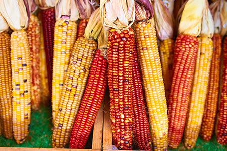 Corn Husk Fragrance Oil 15352 - Zoom Media 1