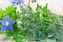 Green Goddess Fragrance Oil 15614 - Zoom Thumbnail Media 1