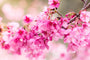 Hanami Fragrance Oil 15627 - Zoom Thumbnail Media 1