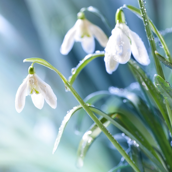 Snowdrops Fragrance Oil - Zoom Media 1