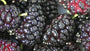 Mulberry Frost Fragrance Oil 15860 - Zoom Thumbnail Media 1