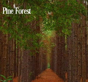 Pine Forest Fragrance Oil 20197 - Zoom Media 1