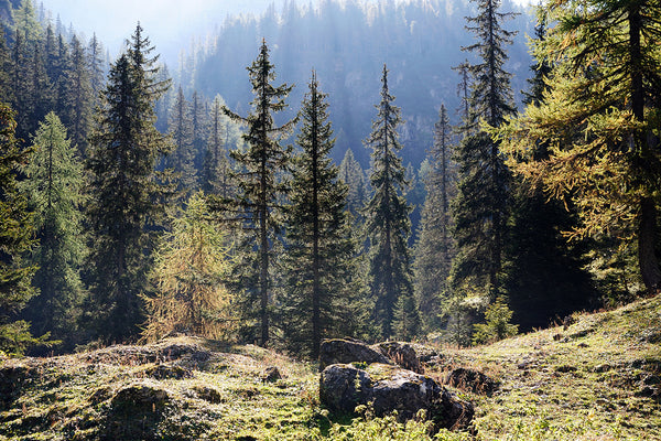 Siberian Forest Fragrance Oil 16114 - Zoom Media 1