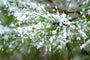 Snow Covered Pines Fragrance Oil 16520 - Zoom Thumbnail Media 1