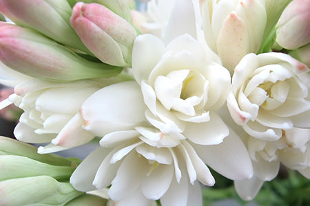 Wild Tuberose & Jasmine Fragrance Oil 17158 - Zoom Media 1