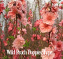 Wild Peach Poppies Fragrance Oil 20393 - Zoom Thumbnail Media 1