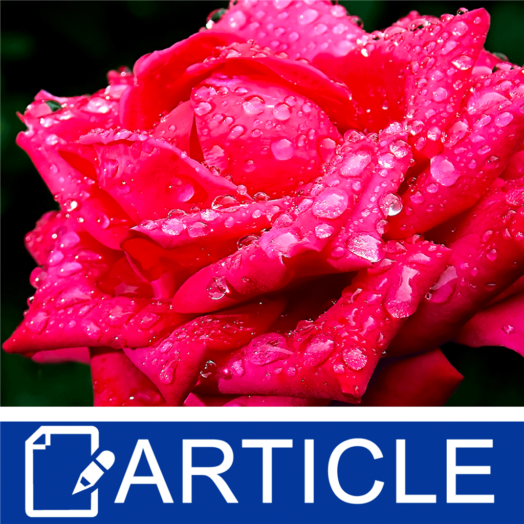 How to Use Rose Water Essential Hydrosol in Cosmetics