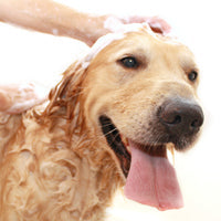 Pet Care Bases