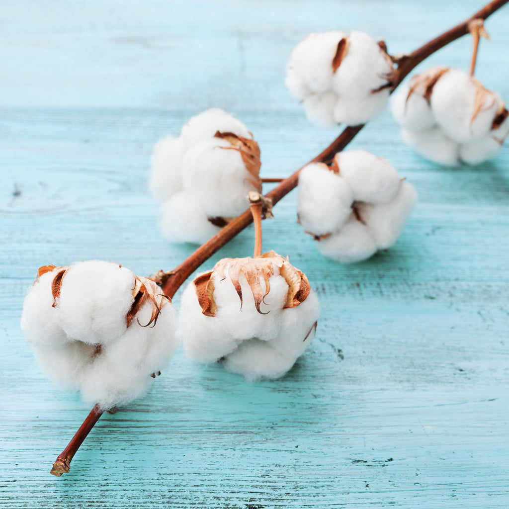 Clean: Linen, Cotton & Fresh Scent Family Fragrance Oils