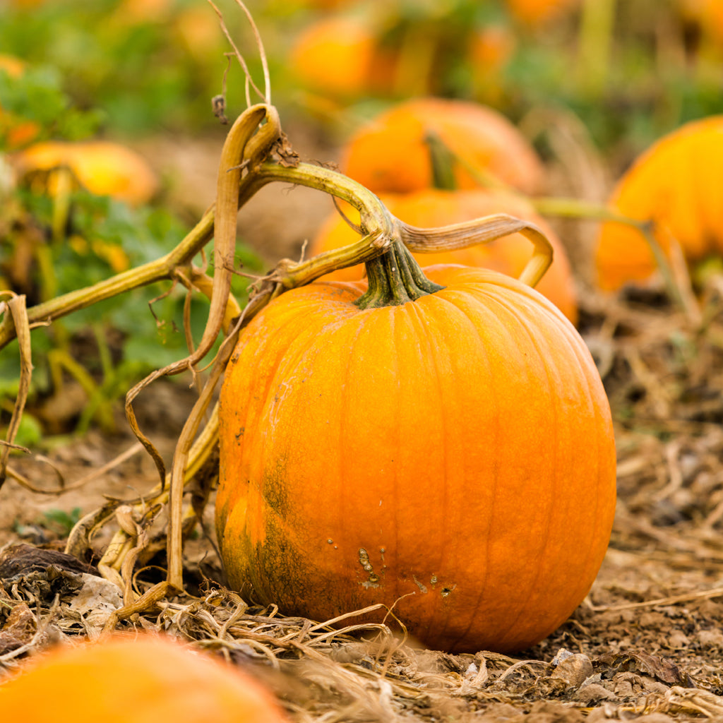 Pumpkin Fragrance Oils
