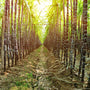 Rainforest Sugarcane Fragrance Oil - Zoom Thumbnail Media 1