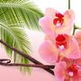 Madagascar Vanilla Fragrance Oil 330 - Zoom Thumbnail Media 1