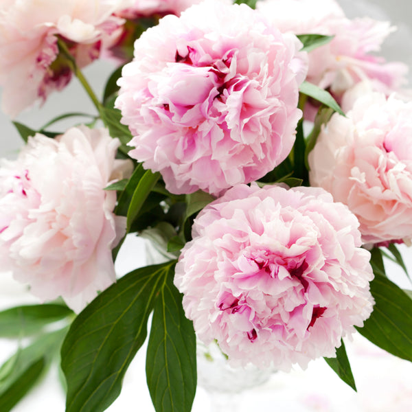 Pink Peony Petals Fragrance Oil 762 - Zoom Media 1