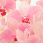 Blushed Orchid Fragrance Oil 879 - Zoom Thumbnail Media 1