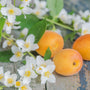 Wild Berries & Mimosa Fragrance Oil 837 - Zoom Thumbnail Media 1