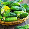 Cucumber, Violet & Fennel Fragrance Oil