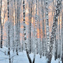 Frosted Birch & Juniper Fragrance Oil 870 - Zoom Thumbnail Media 1