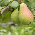 Pear Glace - EO & FO Blend 307