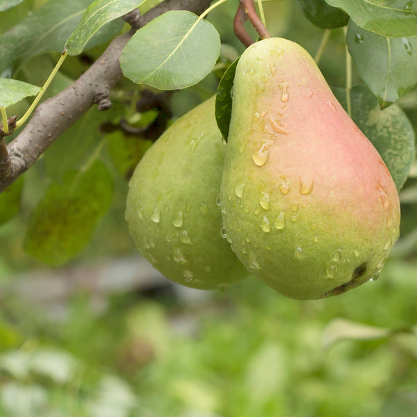 Pear Glace - EO & FO Blend 307 - Zoom Media 1