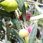 Olive Leaf & Fig Fragrance Oil 916 - Zoom Thumbnail Media 1