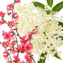Elderflower Blossoms & Quince Fragrance Oil 934 - Zoom Thumbnail Media 1