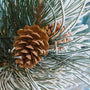 Frosted Pine Cone Fragrance Oil 974 - Zoom Thumbnail Media 1