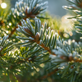 Balsam Pine Fragrance Oil - FF# 49 - 11895