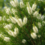 Tea Tree Essential Oil 136 - Zoom Thumbnail Media 1