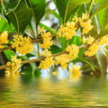 Flowering Osmanthus Natural Fragrance Oil 1151