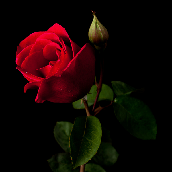 Black Rose & Spice Fragrance Oil 227 - Zoom Media 1