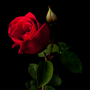 Black Rose & Spice Fragrance Oil 227 - Zoom Thumbnail Media 1