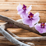 Driftwood & Neroli Fragrance Oil - Zoom Thumbnail Media 1