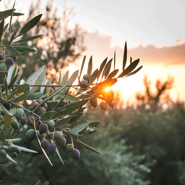 The Olive Branch Fragrance Oil 1137 - Zoom Media 1