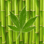 Bamboo Hemp Fragrance Oil - Zoom Thumbnail Media 1