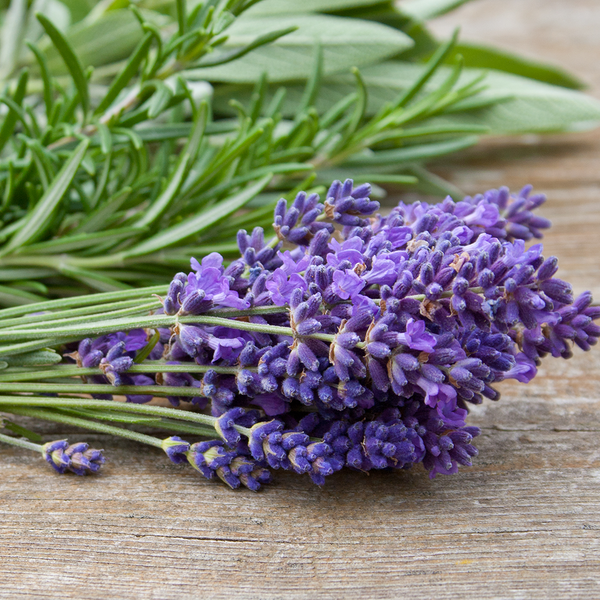 Lavender Sage - Natural Fragrance Oil 913 - Zoom Media 1