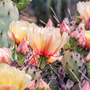 Cactus Blossom Fragrance Oil 1196 - Zoom Thumbnail Media 1