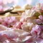 Rose Petal & Vanilla - Natural Fragrance Oil 1208 - Zoom Thumbnail Media 1