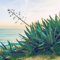 Aloe Water & Sea Kelp Fragrance Oil 157