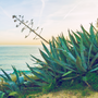 Aloe Water & Sea Kelp Fragrance Oil 157 - Zoom Thumbnail Media 1