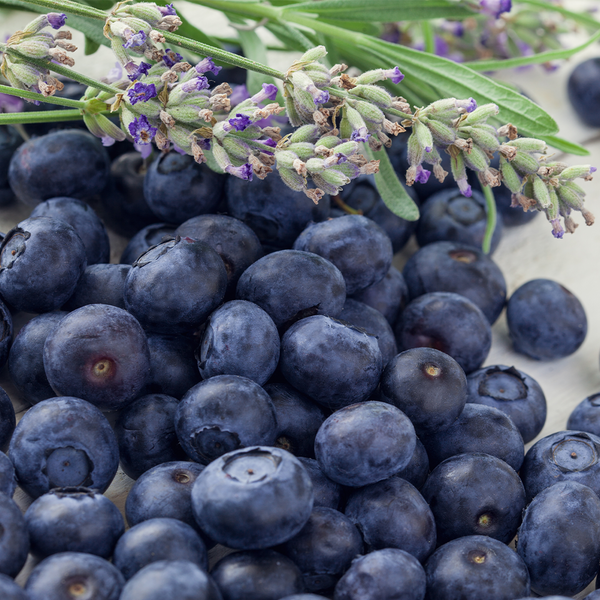 Blueberry Lavender & Chamomile Fragrance Oil 1240 - Zoom Media 1