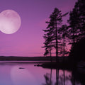 Moonlight Path Fragrance Oil 316