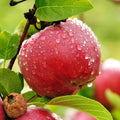 Apple Orchard Fragrance Oil 273